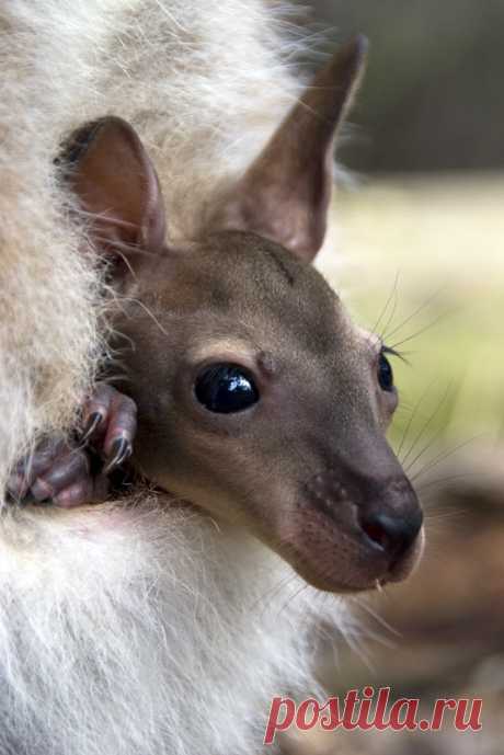 Life of a Joey - Jolene | urbanmenagerie | Flickr