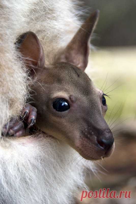 Life of a Joey - Jolene | urbanmenagerie | Flickr