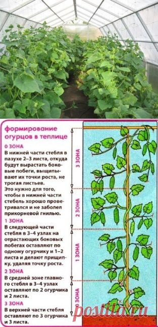 (12) Одноклассники