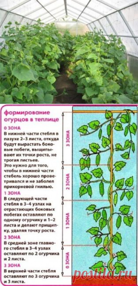 (12) Одноклассники