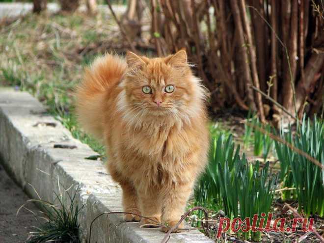 Вязаный Микс (VM)✔