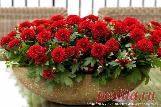 Как укоренить хризантему из букета - Всё пучком!