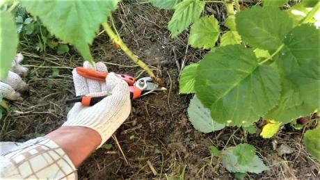 Уход за малиной и смородиной: 7 распространенных ошибок, ведущих к неурожаям