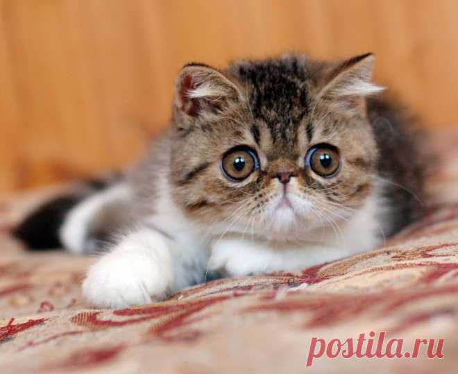 exotic shorthair cat