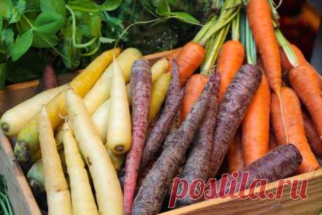 Разноцветные чудеса: необычные сорта моркови и свеклы
Свекольный и морковный оттенки — всем понятно, какие тона красного и оранжевого...
Читай дальше на сайте. Жми подробнее ➡