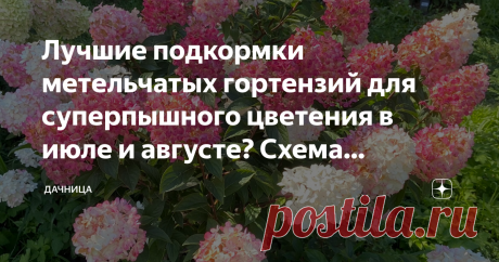 Лучшие подкормки метельчатых гортензий для суперпышного цветения в июле и августе? Схема подкормок для гортензий Статья автора «Дачница Цветочница» в Дзене ✍: Уже у многих в саду есть эта невероятная красавица- гортензия метельчатая, которая радует своих владельцев невероятно красивым цветением до наступления...