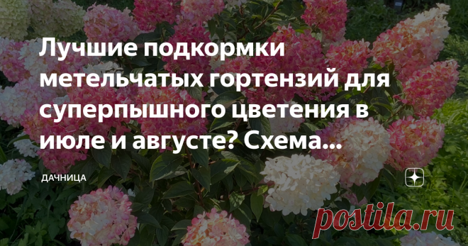 Лучшие подкормки метельчатых гортензий для суперпышного цветения в июле и августе? Схема подкормок для гортензий Статья автора «Дачница Цветочница» в Дзене ✍: Уже у многих в саду есть эта невероятная красавица- гортензия метельчатая, которая радует своих владельцев невероятно красивым цветением до наступления...