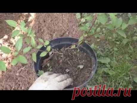 Гортензия метельчатая. Посадка. - YouTube