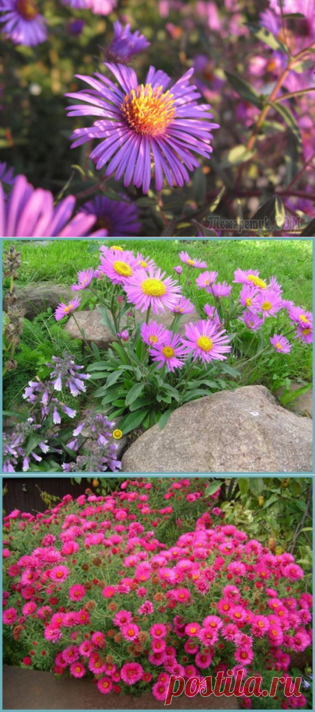 Астра альпийская многолетняя: выращивание и уход в открытом грунте