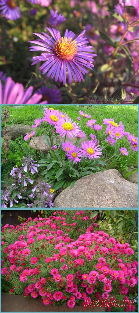 Астра альпийская многолетняя: выращивание и уход в открытом грунте