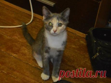 Наши коты - #15 | Кошка Чернуха и кот Беляшик | Яндекс Дзен