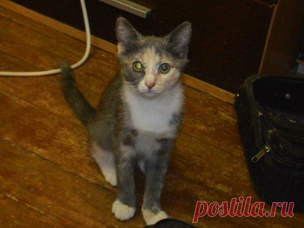 Наши коты - #15 | Кошка Чернуха и кот Беляшик | Яндекс Дзен