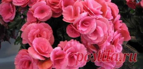 Бегония: уход в домашних условиях Цветок бегония – это растение, родиной которого являются субтропики и тропики. Однако и в наших условиях цветы бегония можно выращивать как в саду, так и у себя дома. О том, какой требует бегония уход в домашних условиях, читайте далее.