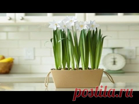 Daffodil paper #1| 만들기 쉬운 초간단 종이꽃- Craft tutorial - HMC Art