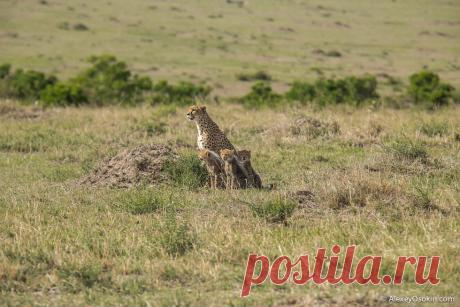 Жизнь гепардов в объективе | Чёрт побери Утро мать четырех котят должна начинать с охоты. Малышам не столько нужно много есть, сколько очень нужны витамины, а для этого им нужно пить кровь. Они хищники, ничего не поделать. Такими их создала природа… После завтрака счастливые малыши пускаются в игры… Днем гепарды проходят большие расстояния. Им нельзя засиживаться на месте, особенно там, где они ели. Запах крови предательских раскрывает их, привлекая львов и гиен, которые п...