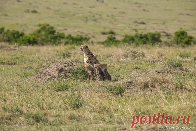 Жизнь гепардов в объективе | Чёрт побери Утро мать четырех котят должна начинать с охоты. Малышам не столько нужно много есть, сколько очень нужны витамины, а для этого им нужно пить кровь. Они хищники, ничего не поделать. Такими их создала природа… После завтрака счастливые малыши пускаются в игры… Днем гепарды проходят большие расстояния. Им нельзя засиживаться на месте, особенно там, где они ели. Запах крови предательских раскрывает их, привлекая львов и гиен, которые п...
