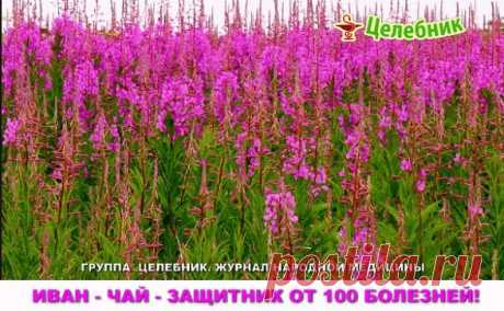 Иван-чай - защитник от 100 болезней!
Академик, профессор, доктор технических наук,
лауреат Государственной премии Никитин Альберт Николаевич:
«После нашего исследования Иван-чая выяснилось , что чай содержит от 69 до71 полезных микроэлемента в зависимости от местности. Это 2/3 таблицы Менделеева. И самое главное это непревзойденный антисептик. Просто потрясающий. Аналогов в растительном мире нету. Помимо антисептических свойств он обладает свойством очищения организма от «...