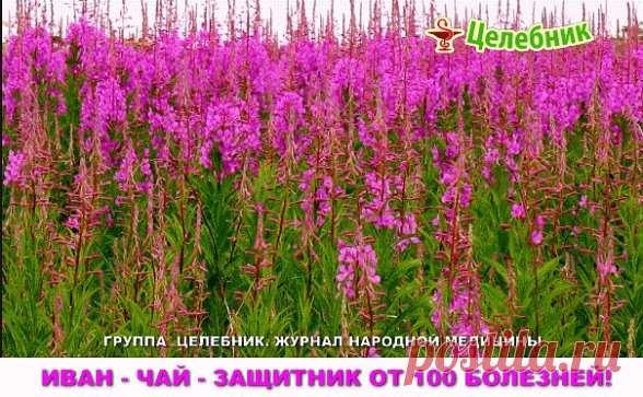 Иван-чай - защитник от 100 болезней!
Академик, профессор, доктор технических наук,
лауреат Государственной премии Никитин Альберт Николаевич:
«После нашего исследования Иван-чая выяснилось , что чай содержит от 69 до71 полезных микроэлемента в зависимости от местности. Это 2/3 таблицы Менделеева. И самое главное это непревзойденный антисептик. Просто потрясающий. Аналогов в растительном мире нету. Помимо антисептических свойств он обладает свойством очищения организма от «...