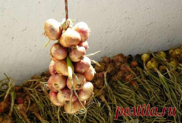 Когда следует высаживать лук на зиму — Домашние заботы