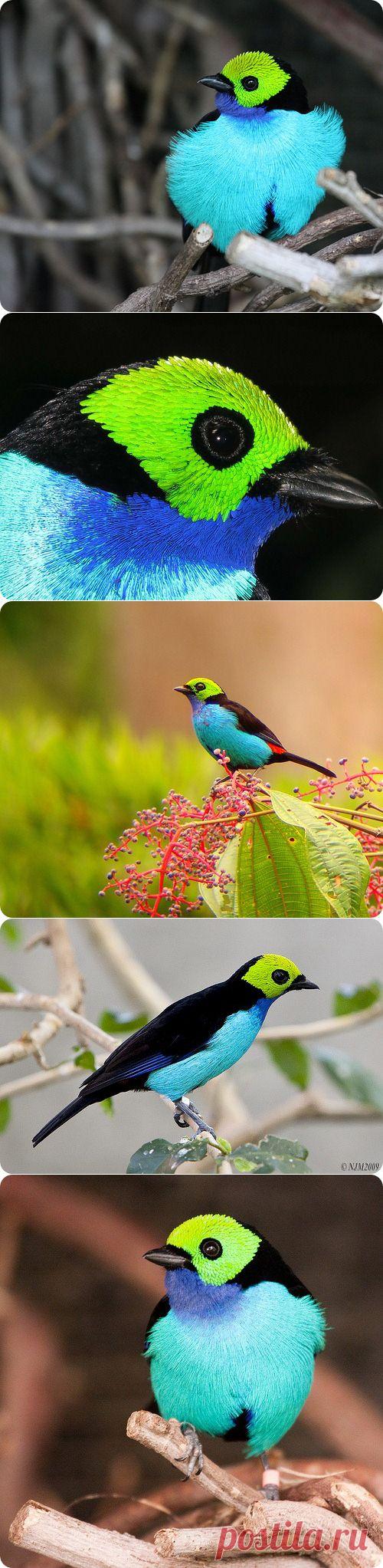 Райская танагра | ЖИВОЙ УГОЛОК