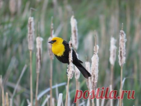 Загадочное явление в городе в Мексике: десятки летящих птиц внезапно рухнули на асфальт