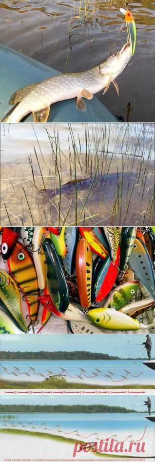 Крупная приманка на щуку | Охотник и