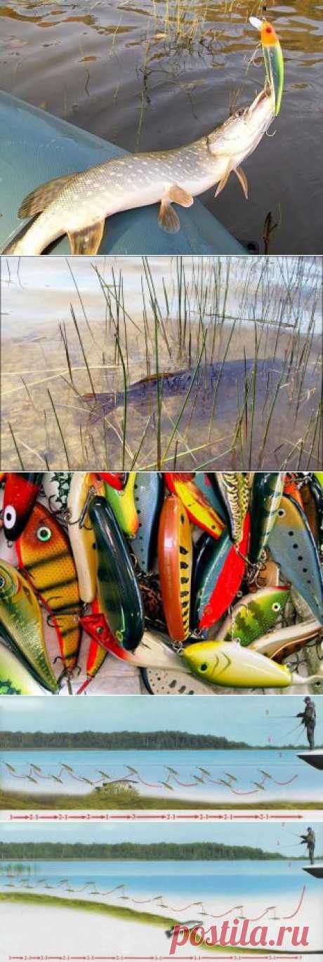 Крупная приманка на щуку | Охотник и