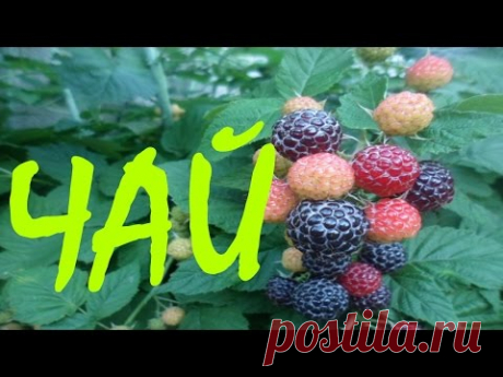 Чай! Делаем заготовку чая на зиму из листьев смородины, малины ,вишни, и клубники! Чайный микс! Tea!