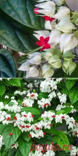 Выращивание клеродендрума в домашних условиях — FloweryVale.ru