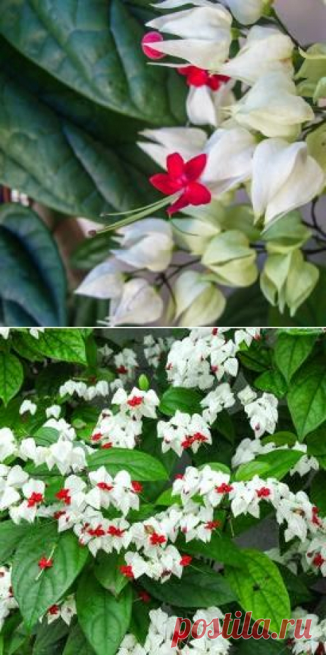 Выращивание клеродендрума в домашних условиях — FloweryVale.ru