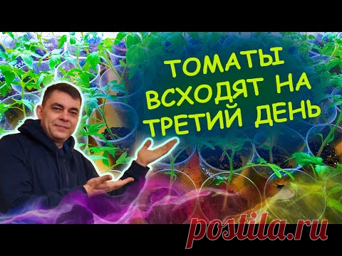 Сею всегда так! СЕМЕНА томатов прорастают мгновенно при такой посадке! Как посеять томаты на рассаду