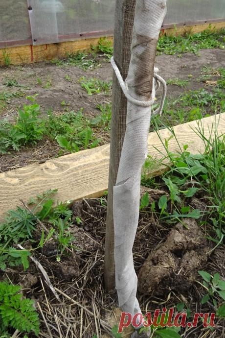 Муравьи: экологичный метод борьбы при помощи диатомитовой муки