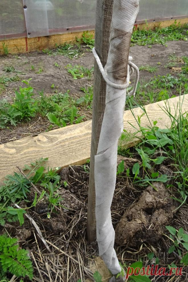 Муравьи: экологичный метод борьбы при помощи диатомитовой муки