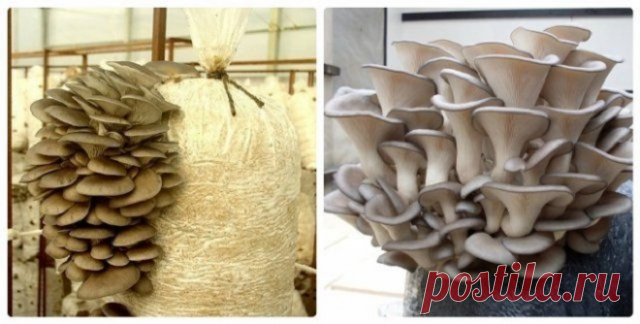 Выращиваем вешенку в домашних условиях: все, что вы хотели знать