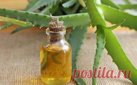 Что лучше медикаментов? Алоэ | Красота и здоровье