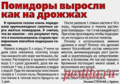 ВСЕ ЧТО НУЖНО ЗНАТЬ О ТОМАТАХ! 
ШПАРГАЛКА НА ЛЕТО!
ДЕДОВСКИЙ РЕЦЕПТ ДЛЯ ТОМАТОВ.
Этот полузабытый дедовский рецепт я выписала из старой газетной подшивки, но опробовать все не было времени. Решилась наконец в прошлом году.
Рецепт очень прост.
В трехлитровую банку заливаю 2,6-2,7 л воды без хлора (отстоянной), добавляю 100 г разведенных теплой водой дрожжей и 0,5 ст. сахара.
Накрыв марлей, держу банку в тепле, время от времени взбалтывая содержимое.
Раствор готов, когда закончится брожение.
О