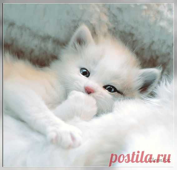 0_8fe18_bd26eead_orig (567×545)