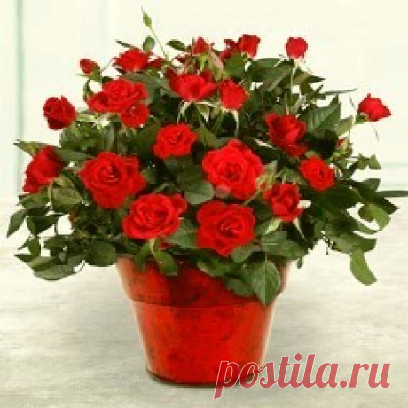 Миниатюрные розочки