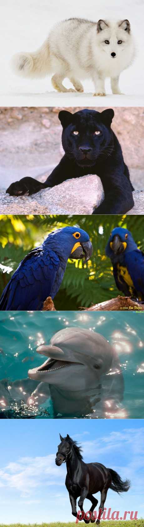 Самые красивые животные в мире