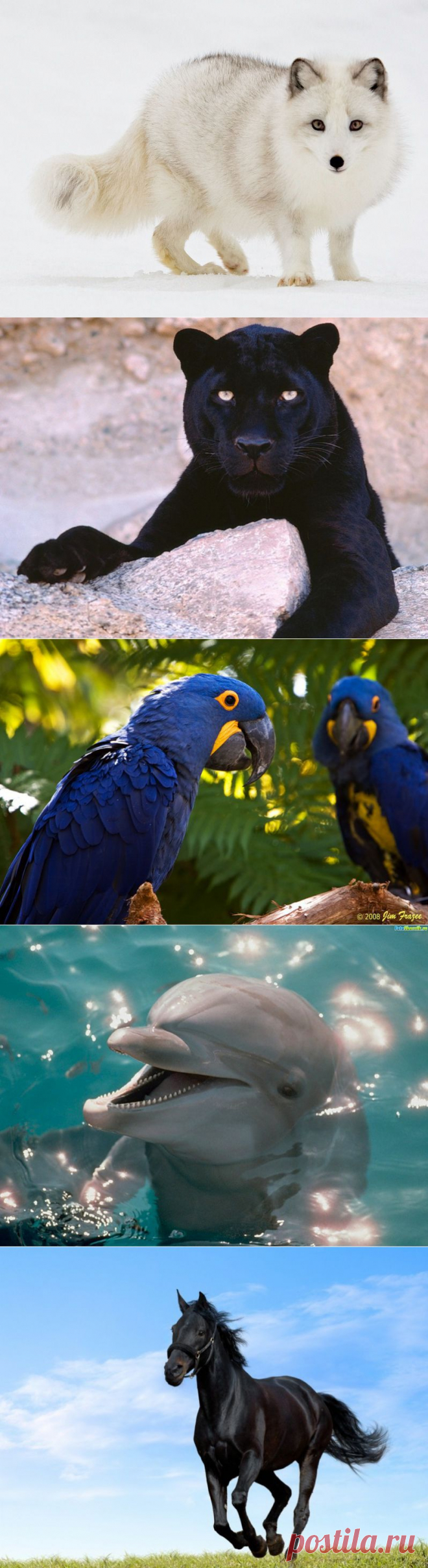 Самые красивые животные в мире