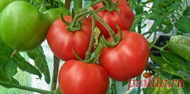 ОДНИ ИЗ САМЫХ УДАЧНЫХ СОРТОВ ТОМАТОВ. НА ЛЮБОЙ ВКУС | Журнал 