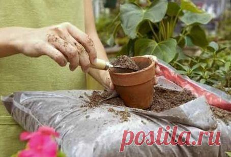 Удобрение комнатных растений — Полезные советы