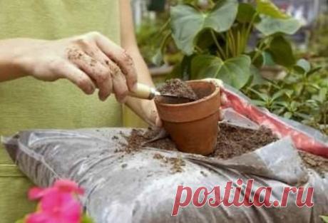 Удобрение комнатных растений — Полезные советы