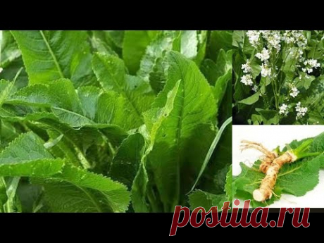 Порошок из листьев хрена. Замена всем таблеткам.