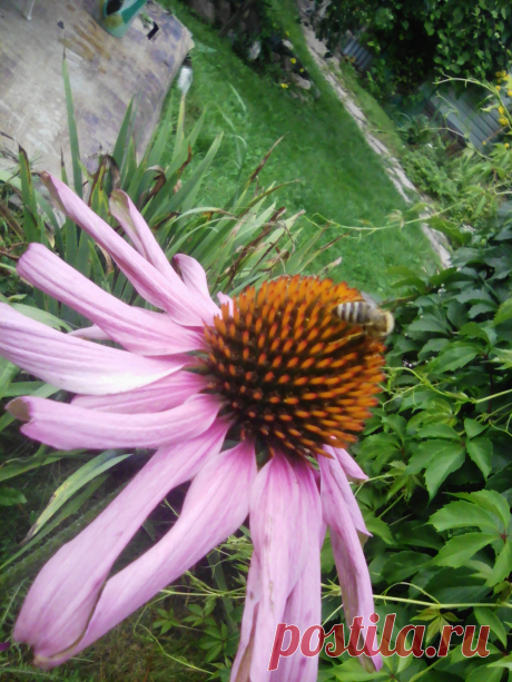 Все,что касается жизни: на даче,в доме,здоровье ,советы на все случаи