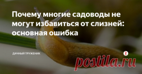 Почему многие садоводы не могут избавиться от слизней: основная ошибка Для многих садоводов борьба со слизнями превратилась в обычное дело. Большинство уже не верят в успех этой авантюры. Просто занимаются рутинным процессом, чтобы не стало хуже. И я их понимаю.
Действительно, слизни очень не простой вредитель, даже несмотря на свою медлительность. Однако, избавиться от них не так сложно, как кажется.
Все дело в том, что многие огородники не знают главной особенности