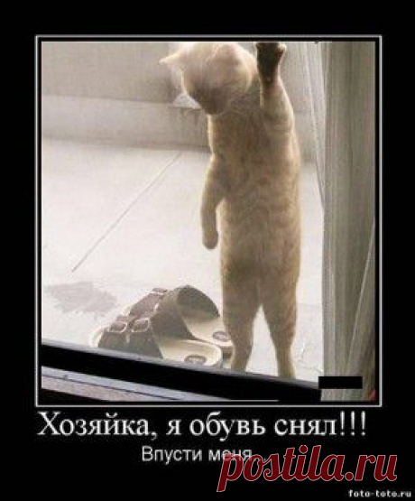 Зверята в мотивашках, умильтельные и ржачные, всякие
