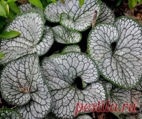 Растения тенелюбивые