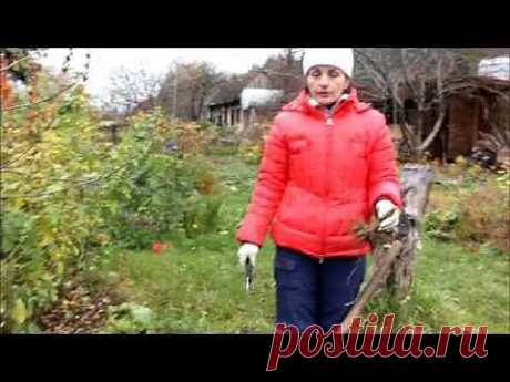 ▶ Выкопка однолетних георгинов. sadovymir.ru - YouTube