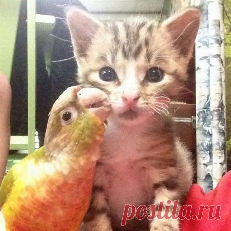 Крылатая расчёска в доме завелась